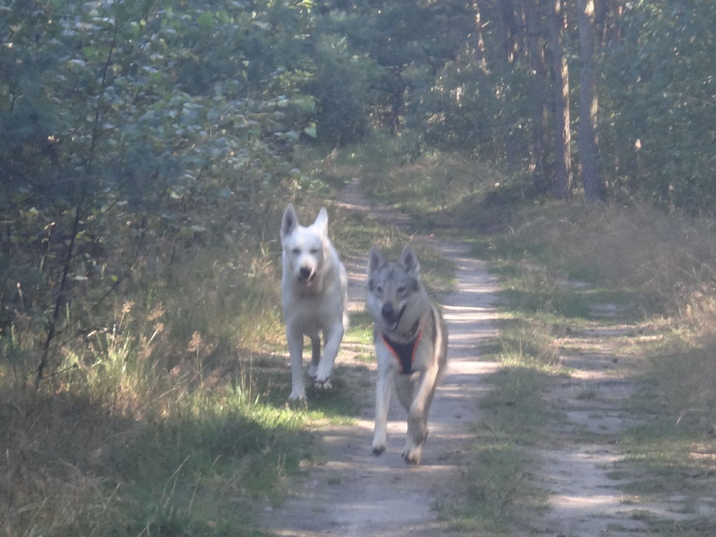 Želízy-20.8.2011-051