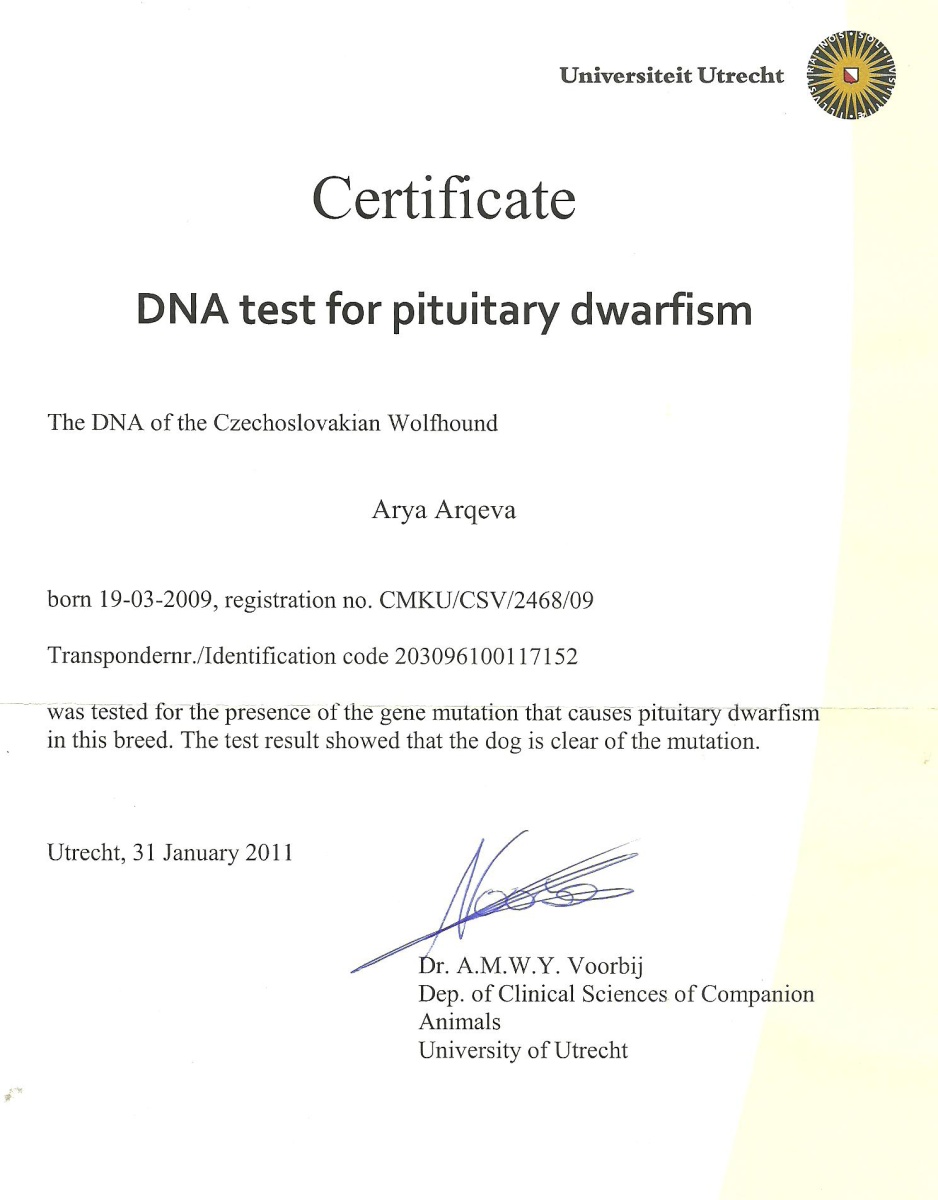 certifikát_Dwarf