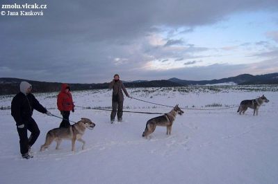 normal_polarnici