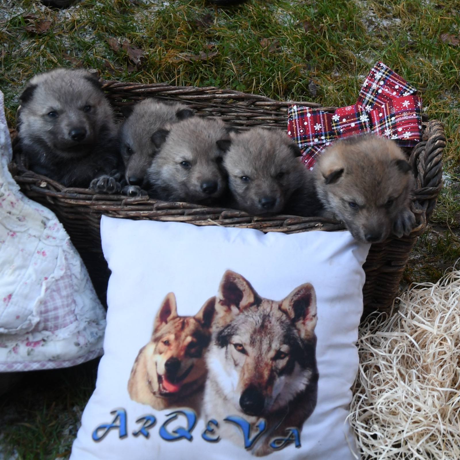 607212187_26455350890720360_146000635505752515_n