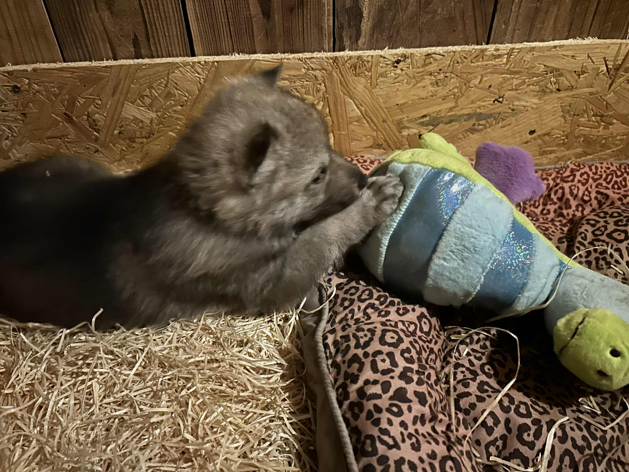 51ad5ed8-6e83-4efb-9a2d-a18cb145b158