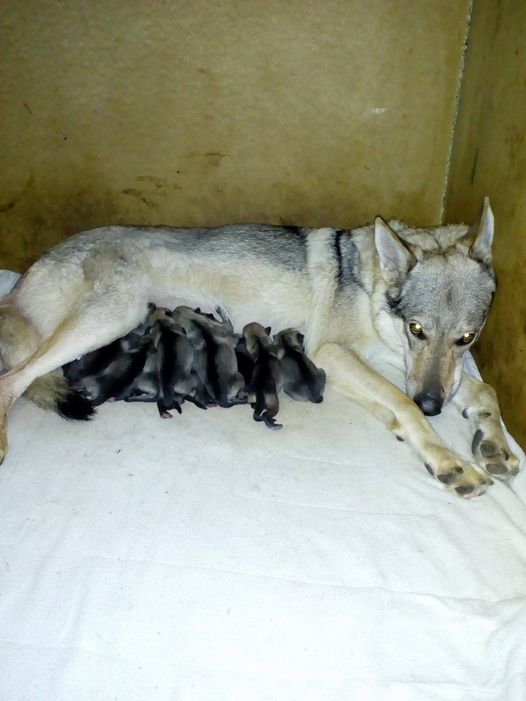 K21641084_1871197439562380_7445011243649873731_o