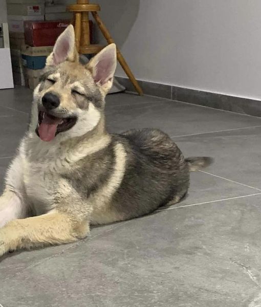 Uličník329777421_1144362266270866_6324171778351570434_n