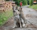 DSC_0207 kopie